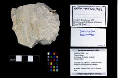 Foto (Objekt + Etikett) von Tanidromites sp.  (NHMW-GEO-1990-0041-3962)